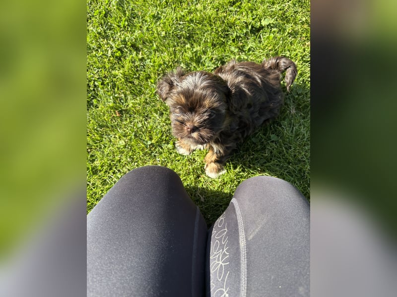 Shih Tzu x Bolonka