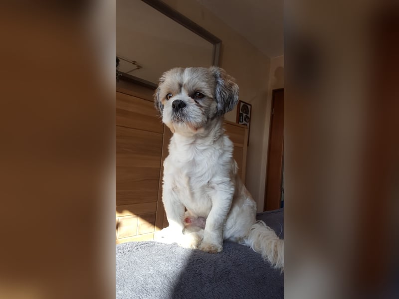 Unsere reinrassige Shih Tzu Hündin Sky sucht ab mitte Mai noch ihr neues Zuhause