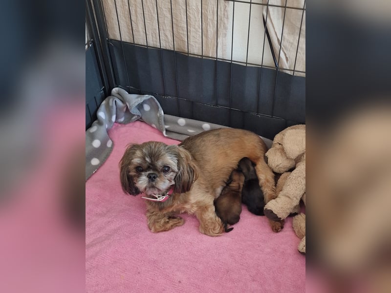 Unsere reinrassige Shih Tzu Hündin Sky sucht ab mitte Mai noch ihr neues Zuhause