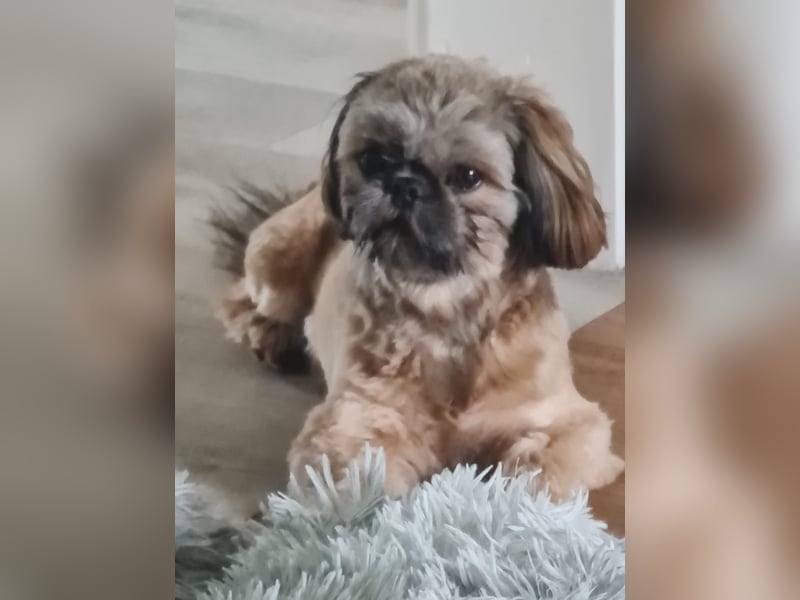 Unsere reinrassige Shih Tzu Hündin Sky sucht ab mitte Mai noch ihr neues Zuhause