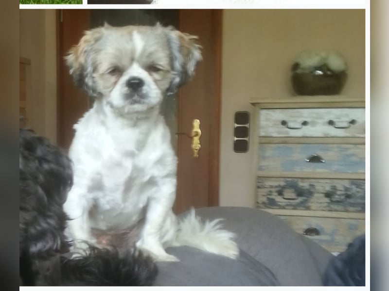 Unsere reinrassige Shih Tzu Hündin Sky sucht ab mitte Mai noch ihr neues Zuhause