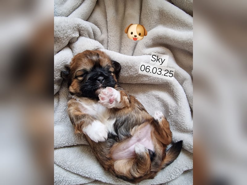 Unsere reinrassige Shih Tzu Hündin Sky sucht ab mitte Mai noch ihr neues Zuhause