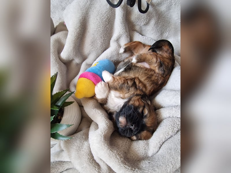 Unsere reinrassige Shih Tzu Hündin Sky sucht ab mitte Mai noch ihr neues Zuhause