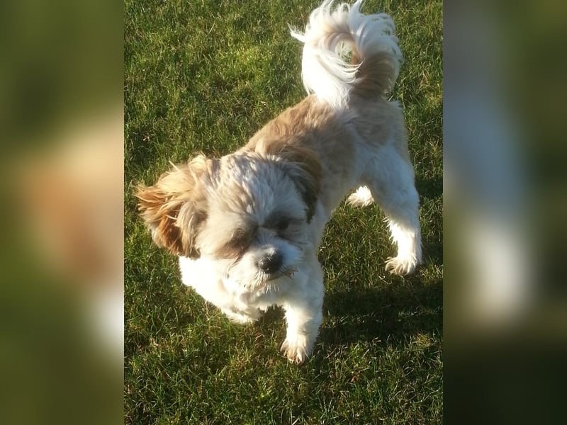 Unsere reinrassige Shih Tzu Hündin Sky sucht ab mitte Mai noch ihr neues Zuhause