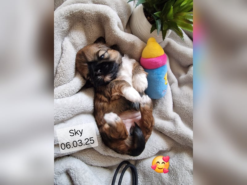 Unsere reinrassige Shih Tzu Hündin Sky sucht ab mitte Mai noch ihr neues Zuhause