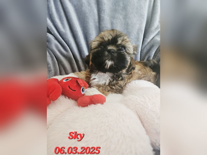 Unsere reinrassige Shih Tzu Hündin Sky sucht ab mitte Mai noch ihr neues Zuhause
