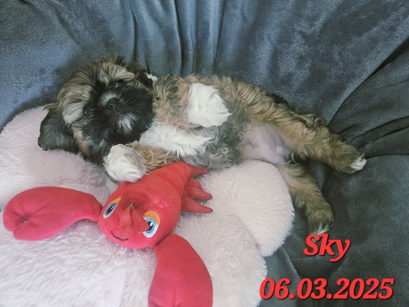 Unsere reinrassige Shih Tzu Hündin Sky sucht ab mitte Mai noch ihr neues Zuhause