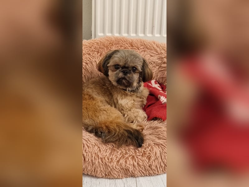 Unsere reinrassige Shih Tzu Hündin Sky sucht ab mitte Mai noch ihr neues Zuhause