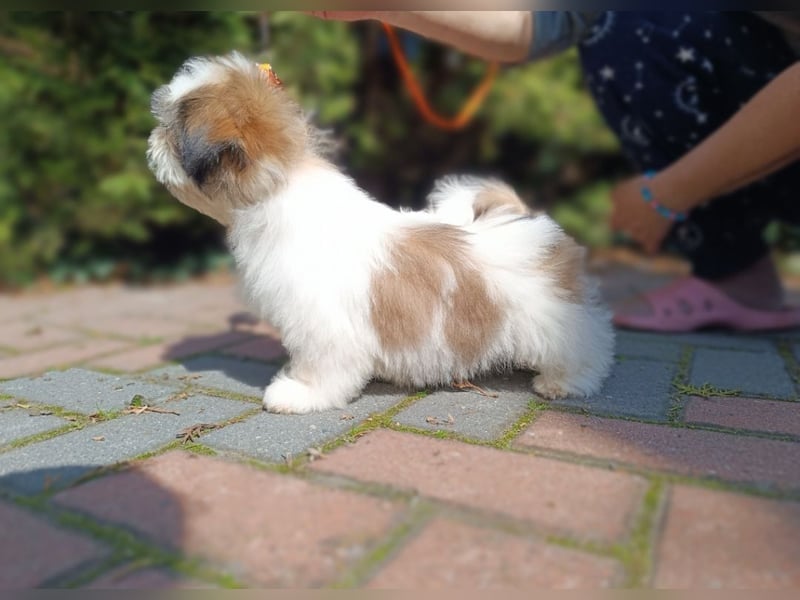 Shih-Tzu, Junge und Mädchen mit Dokumenten FCI