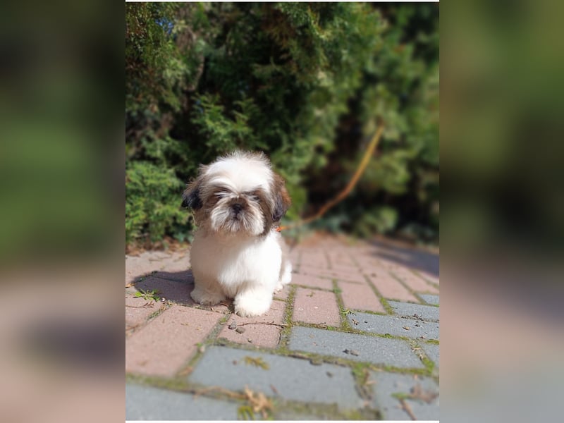 Shih-Tzu, Junge und Mädchen mit Dokumenten FCI