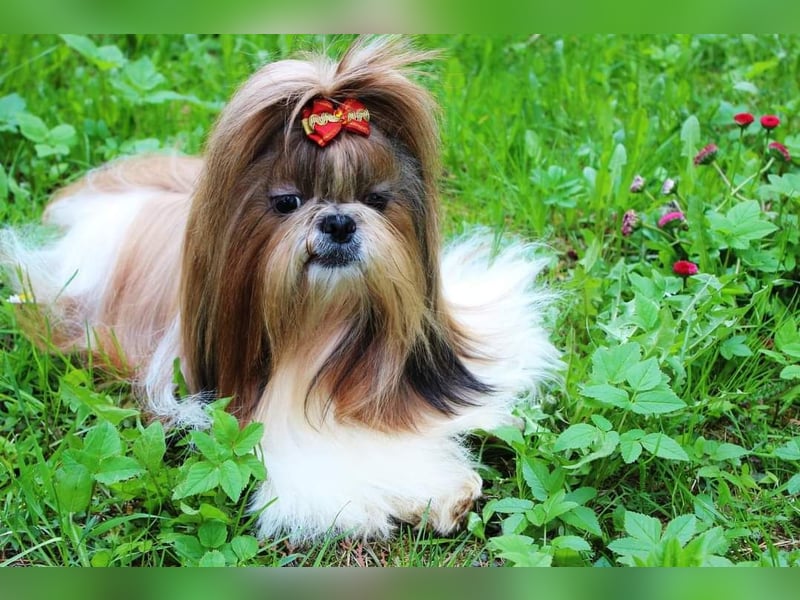 Shih-Tzu, Junge und Mädchen mit Dokumenten FCI