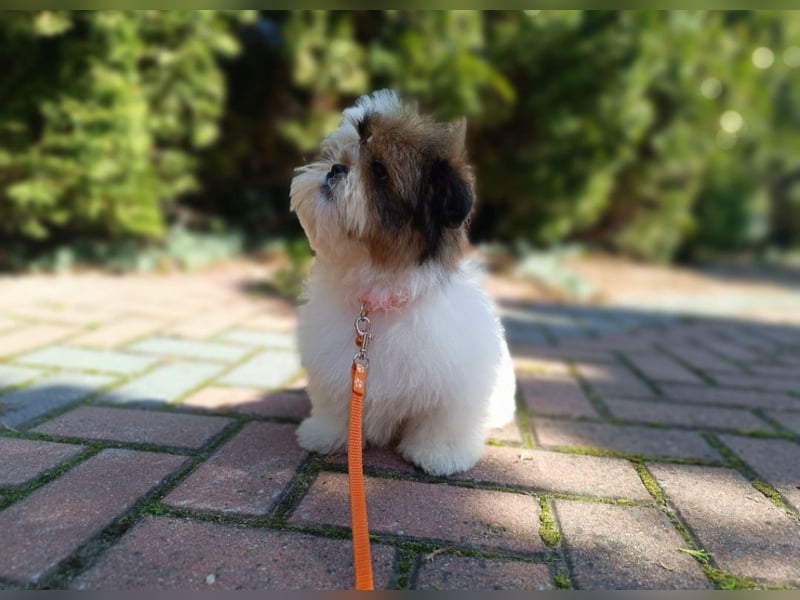 Shih-Tzu, Junge und Mädchen mit Dokumenten FCI
