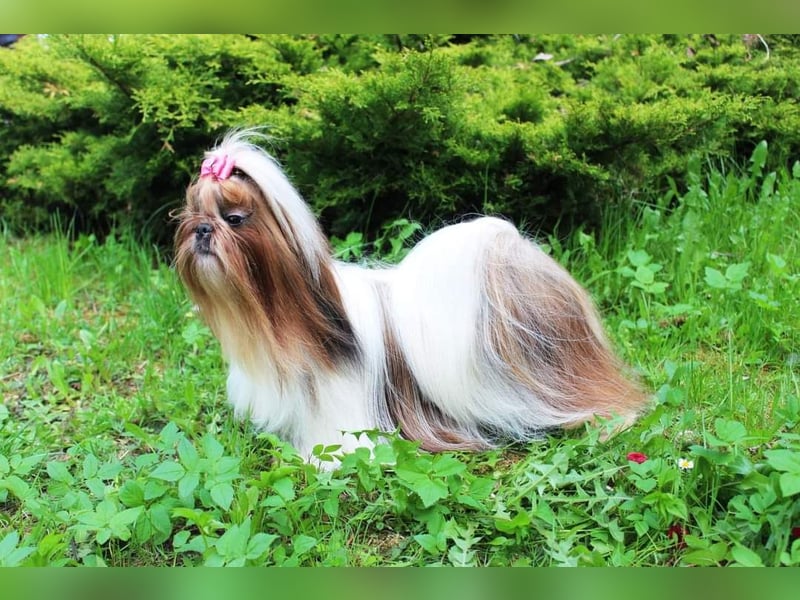 Shih-Tzu, Junge und Mädchen mit Dokumenten FCI