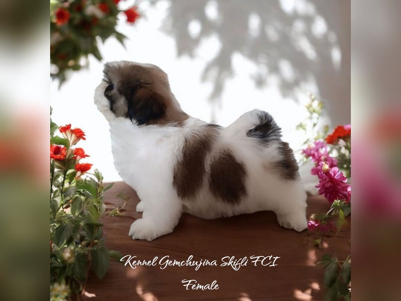 Shih-Tzu, Junge und Mädchen mit Dokumenten FCI