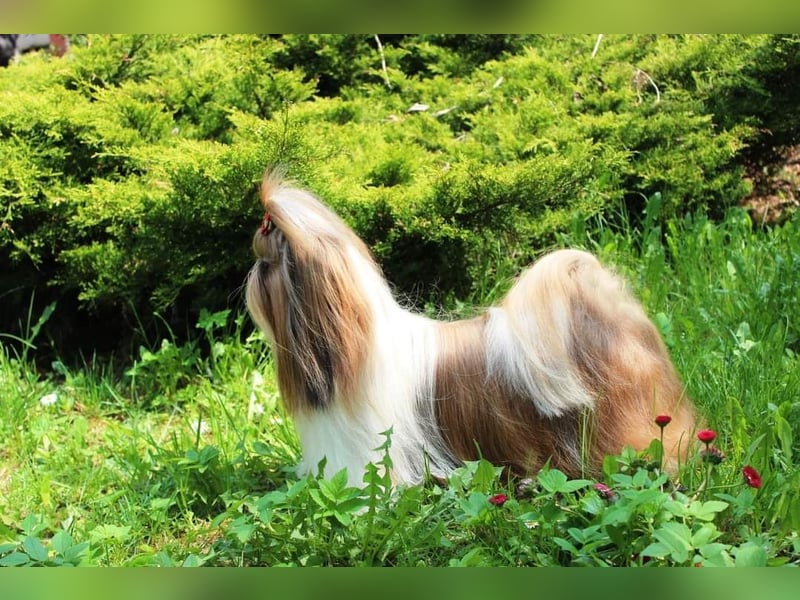 Shih-Tzu, Junge und Mädchen mit Dokumenten FCI