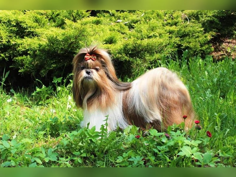 Shih-Tzu, Junge und Mädchen mit Dokumenten FCI