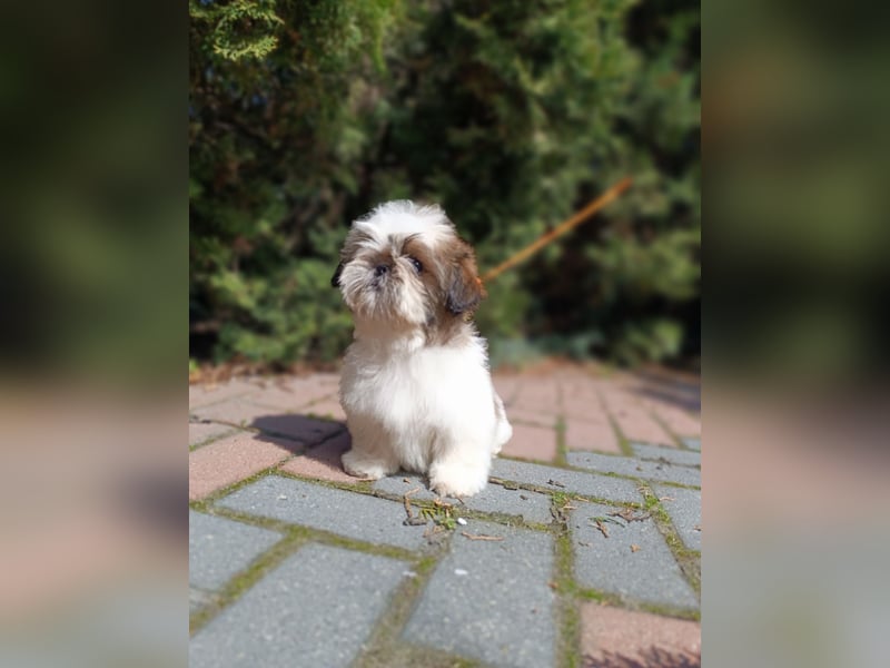 Shih-Tzu, Junge und Mädchen mit Dokumenten FCI