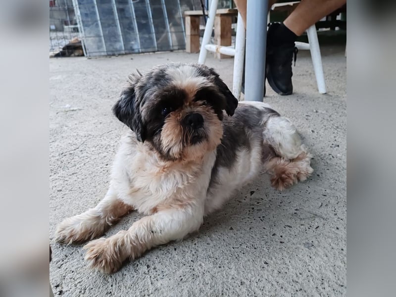 Missy ein kleiner Engel