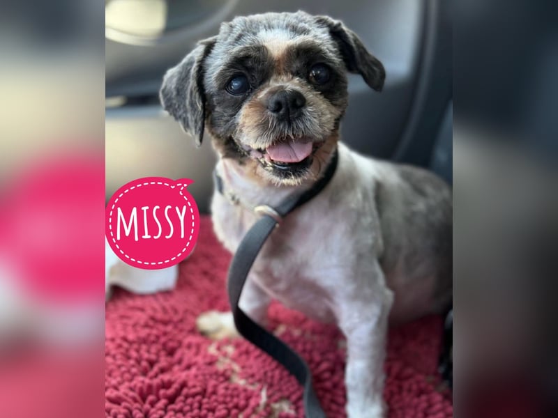 Missy ein kleiner Engel