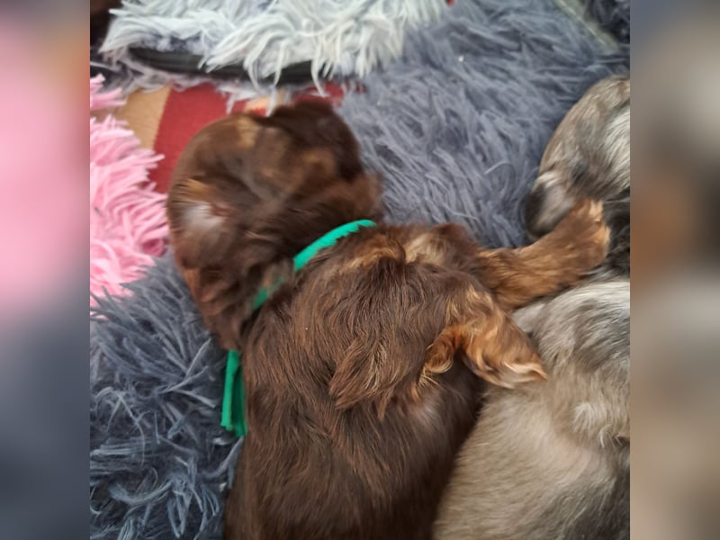 Shih-tzu Welpen