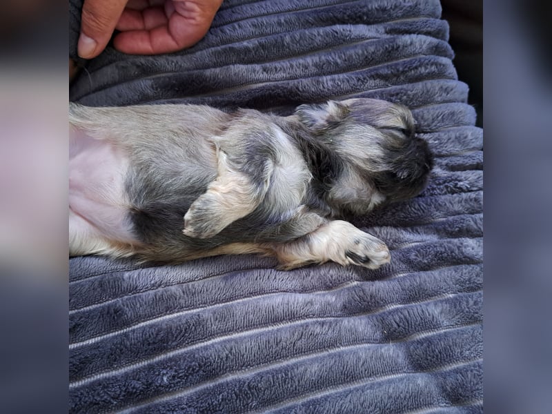 Shih-tzu Welpen