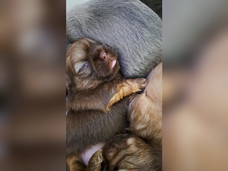 Shih-tzu Welpen
