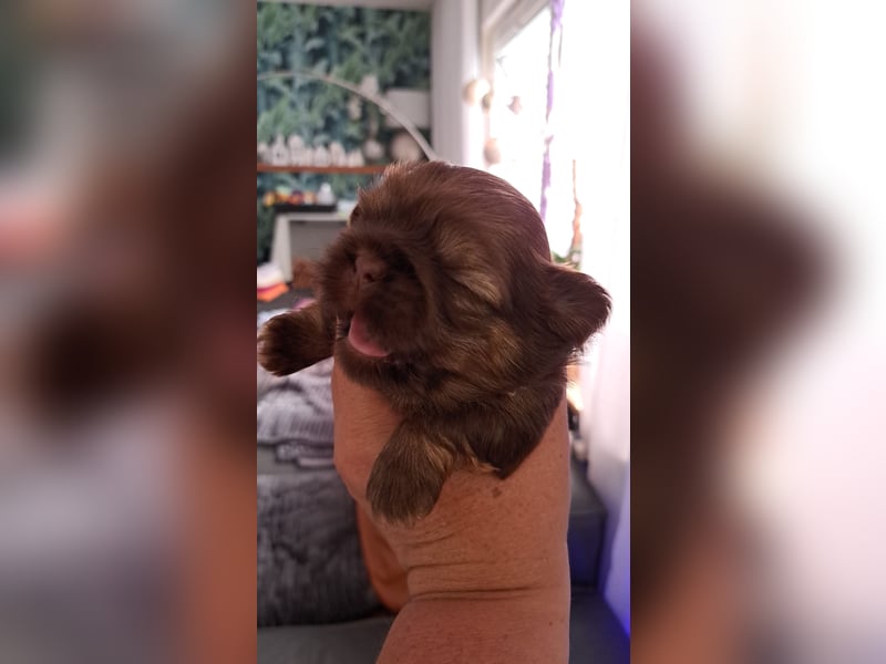 Shih-tzu Welpen