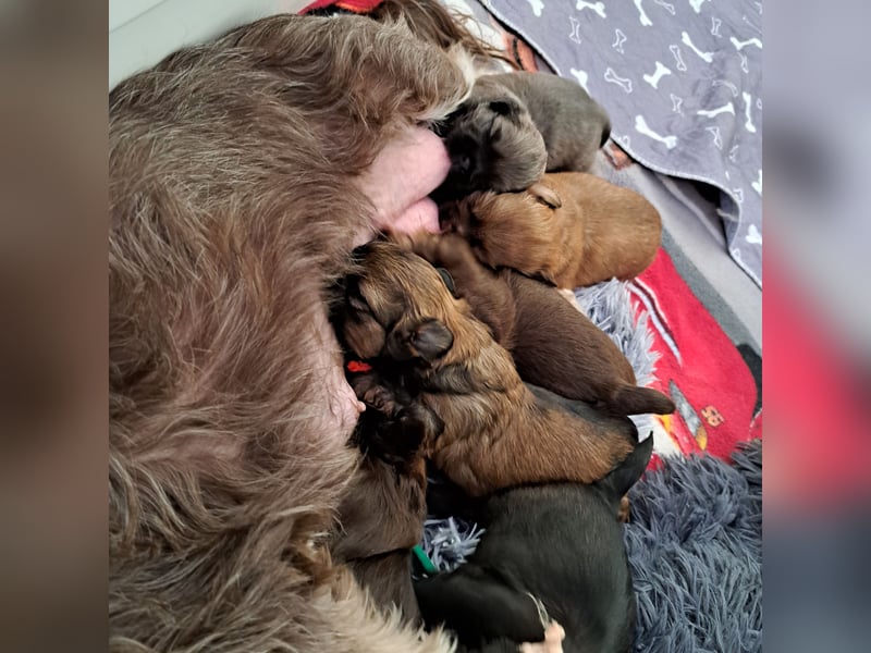 Shih-tzu Welpen