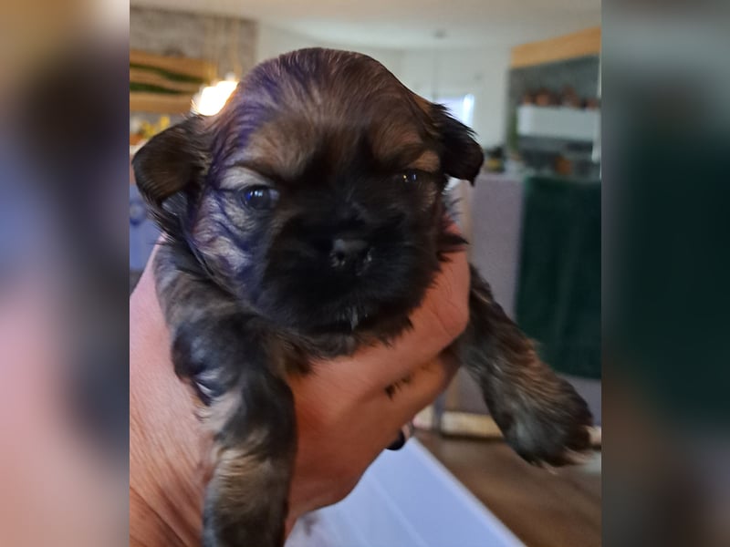 Shih-tzu Welpen