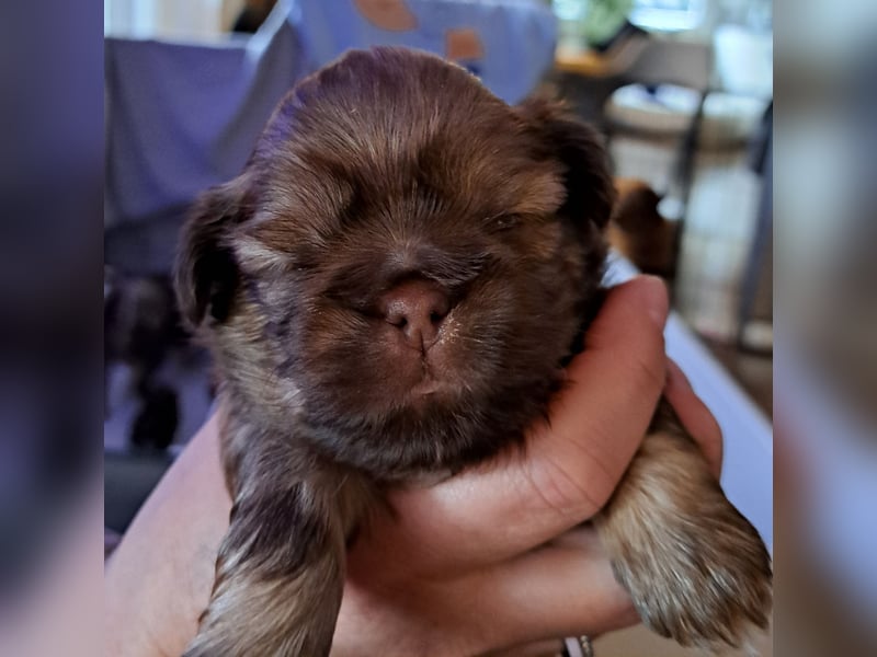 Shih-tzu Welpen