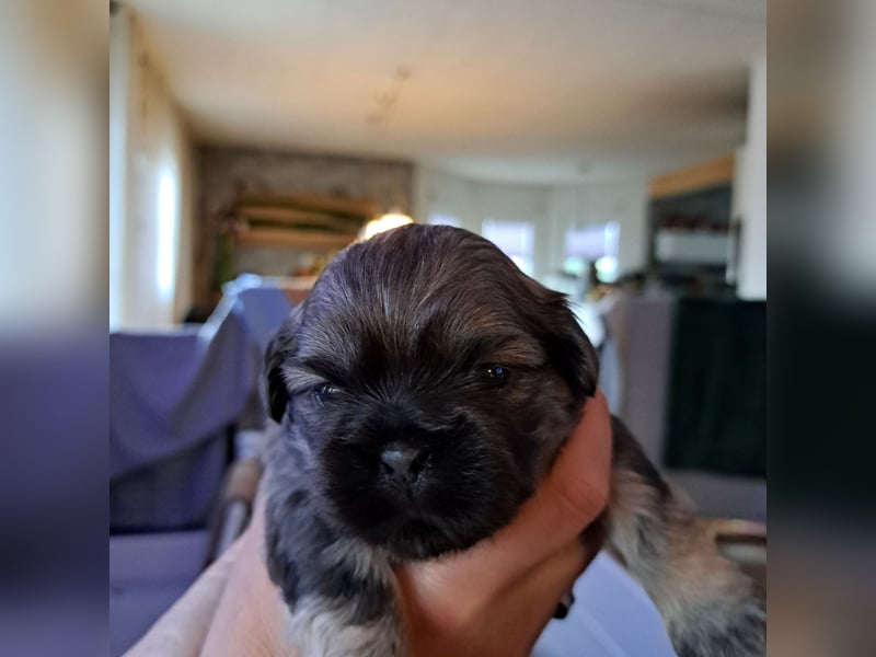 Shih-tzu Welpen