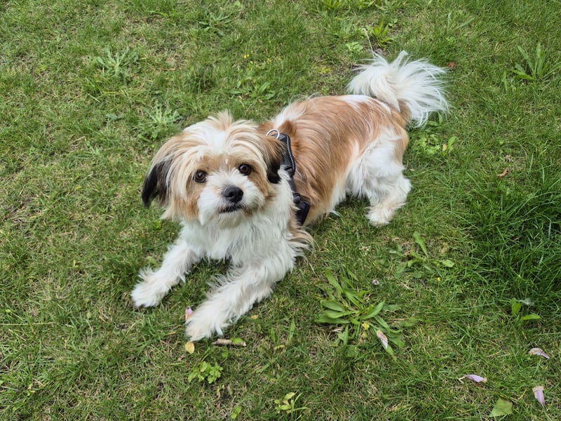 Shih tzu/Malteser-Mix
