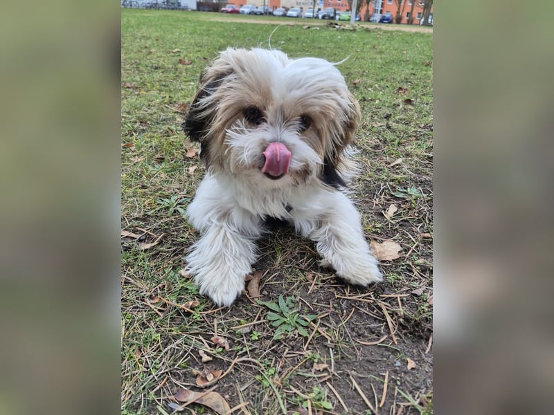 Shih tzu/Malteser-Mix