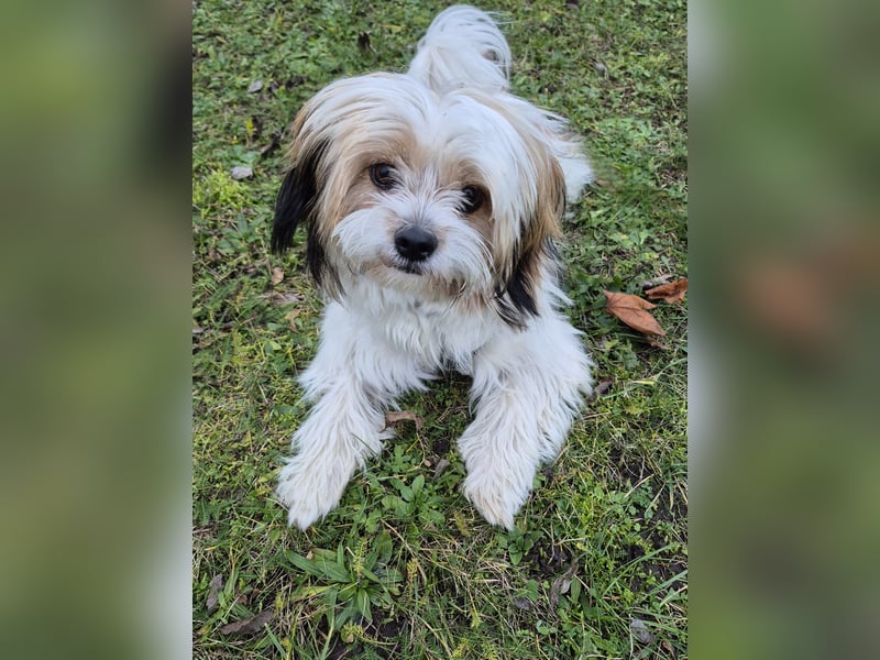 Shih tzu/Malteser-Mix