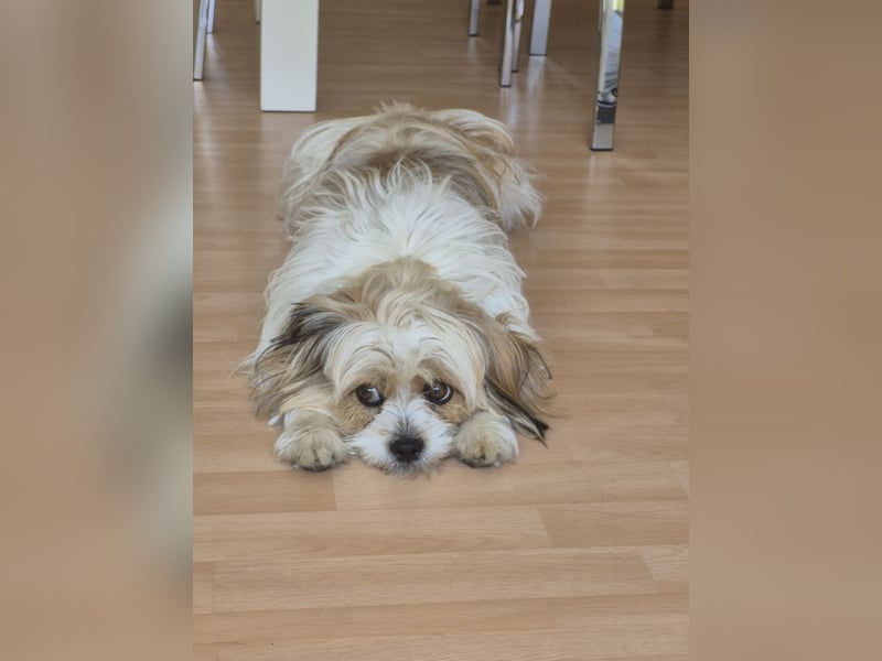 Shih tzu/Malteser-Mix