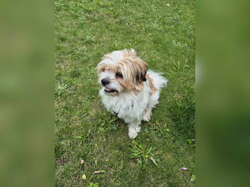 Shih tzu/Malteser-Mix
