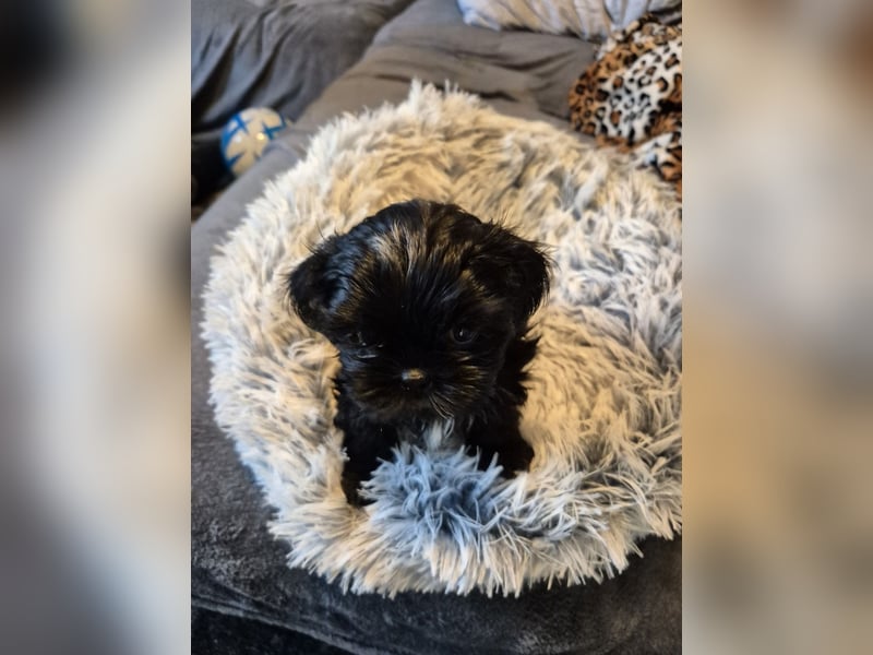Wunderschöne Shih Tzu - Welpen suchen ein liebevolles Zuhause
