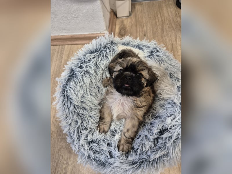 Wunderschöne Shih Tzu - Welpen suchen ein liebevolles Zuhause