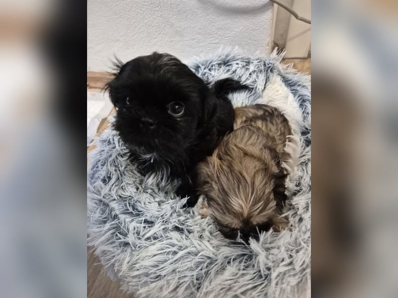 Wunderschöne Shih Tzu - Welpen suchen ein liebevolles Zuhause