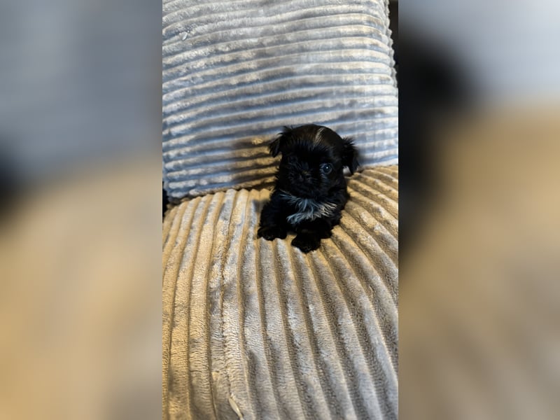 Wunderschöne Shih Tzu - Welpen suchen ein liebevolles Zuhause