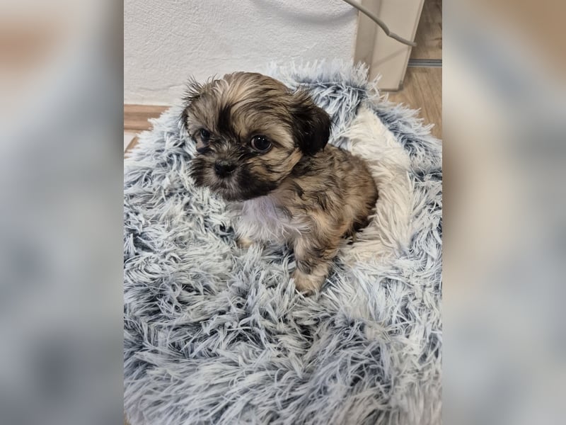 Wunderschöne Shih Tzu - Welpen suchen ein liebevolles Zuhause