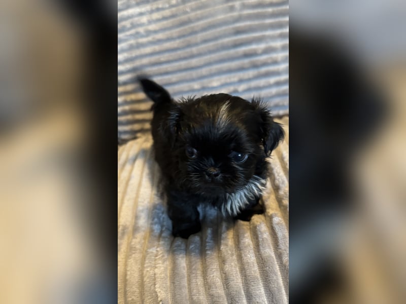 Wunderschöne Shih Tzu - Welpen suchen ein liebevolles Zuhause