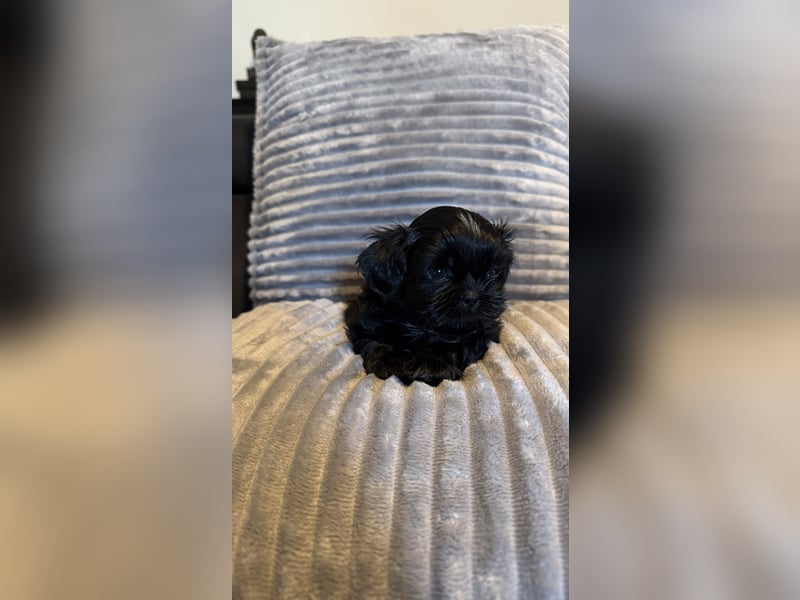 Wunderschöne Shih Tzu - Welpen suchen ein liebevolles Zuhause