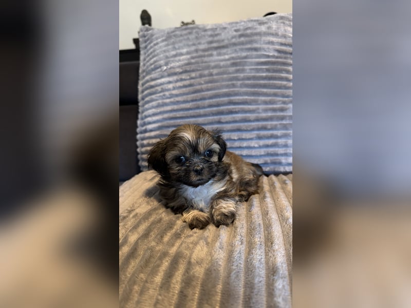 Wunderschöne Shih Tzu - Welpen suchen ein liebevolles Zuhause