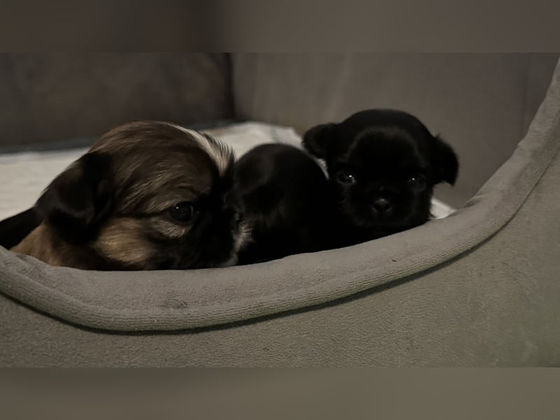 Wunderschöne Shih Tzu - Welpen suchen ein liebevolles Zuhause