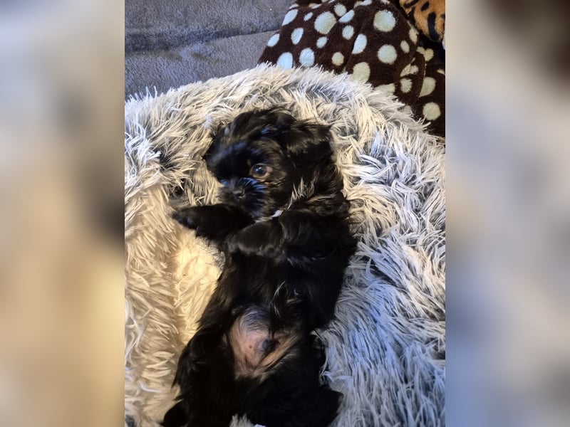 Wunderschöne Shih Tzu - Welpen suchen ein liebevolles Zuhause