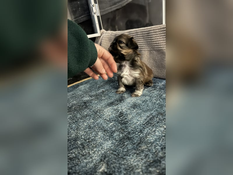 Wunderschöne Shih Tzu - Welpen suchen ein liebevolles Zuhause