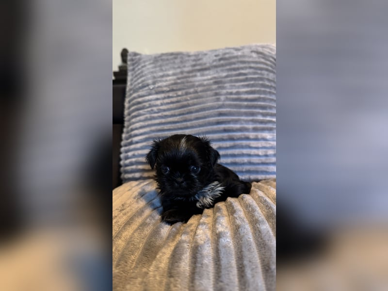 Wunderschöne Shih Tzu - Welpen suchen ein liebevolles Zuhause
