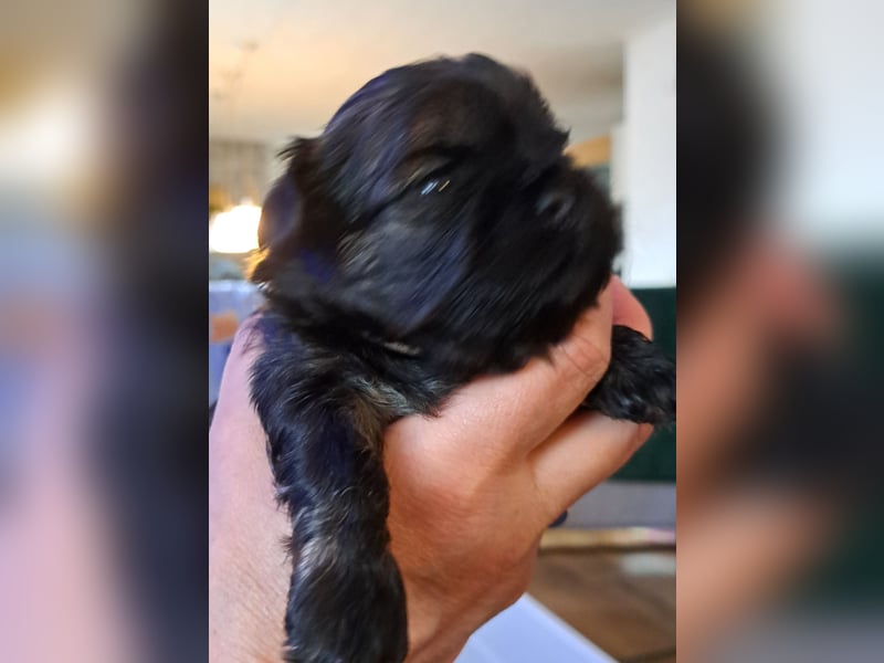 Shih tzu Welpen