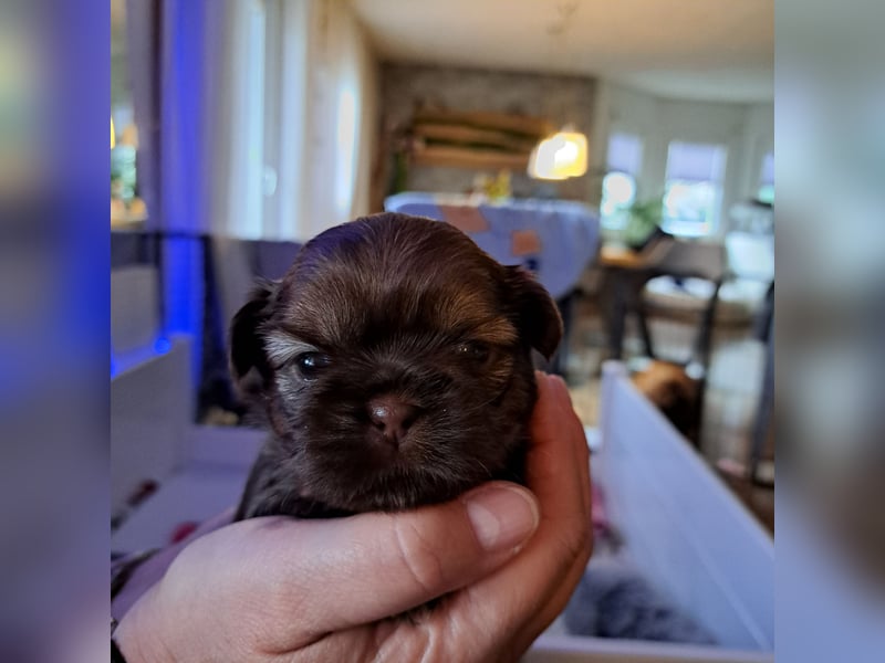 Shih tzu Welpen